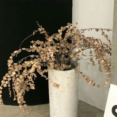 兽设物种设计灵感兽圈社群